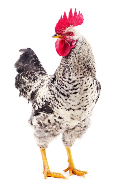 Gallo joven gris aislado sobre fondo blanco.