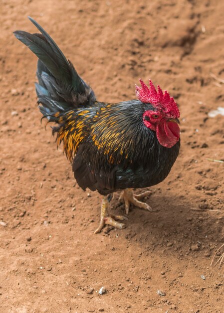 Gallo macho oscuro, sobre superficie de arena