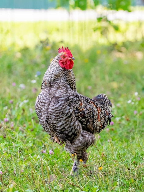 Gallo manchado grande con una vista orgullosa en el jardín en la hierba