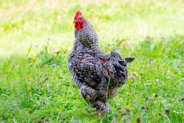 Gallo manchado grande con una vista orgullosa en el jardín en la hierba