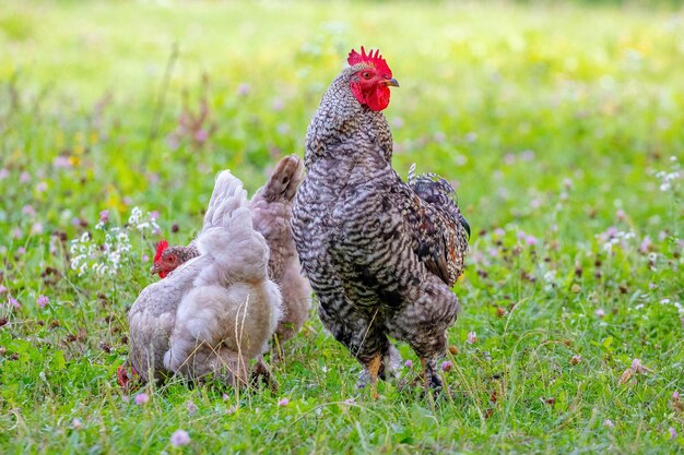 Gallo manchado gris y pollos en el jardín de la granja en la hierba en busca de comida