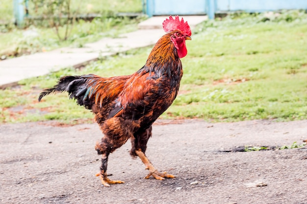 Foto el gallo marrón atraviesa el patio de la granja.