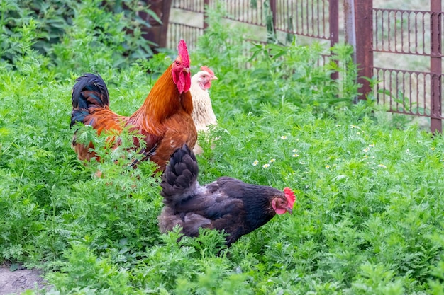 Gallo marrón y dos pollos en el jardín entre la hierba verde. Pollos de cría