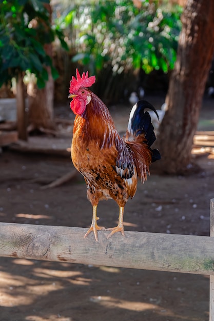 Gallo marrón, de pie sobre una valla de madera