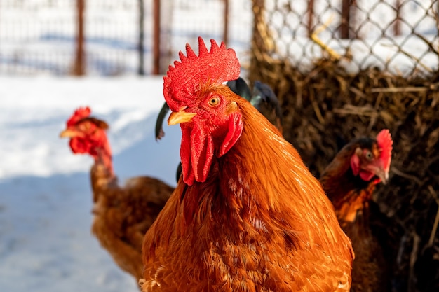 Gallo marrón y pollos en una granja en la nieve en invierno