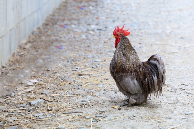 El gallo masculino de Japón en el jardín de la granja