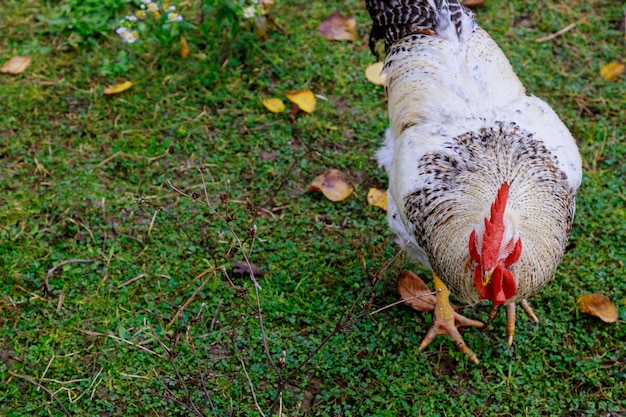 Gallo en natur verde comiendo hierba verde