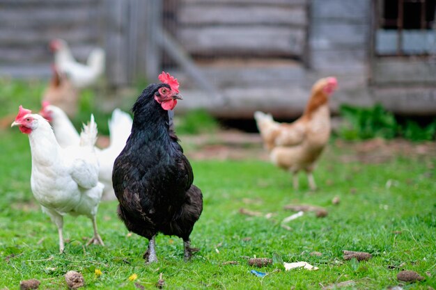 Gallo negro y gallinas camperas en una granja privada