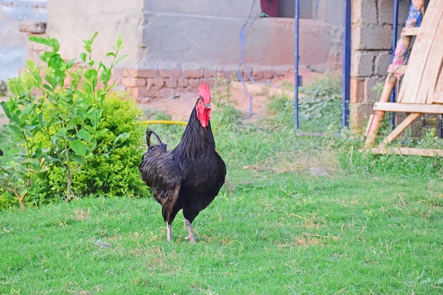 Gallo negro en Lawan