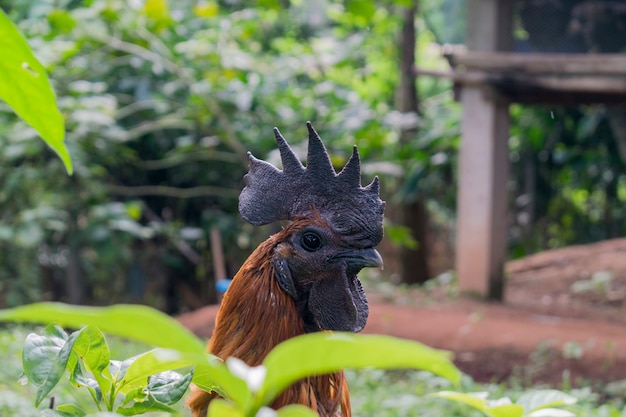 Foto gallo negro mirando hacia el otro lado