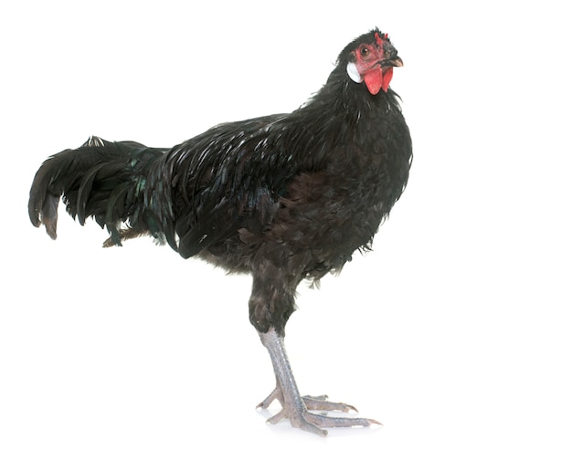 Gallo negro