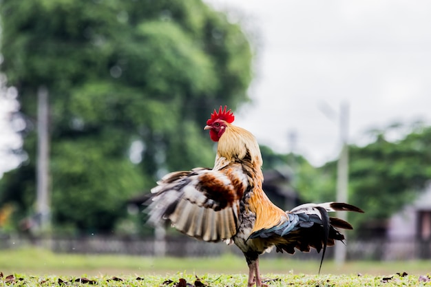 Gallo o pollo en granja avícola tradicional de corral