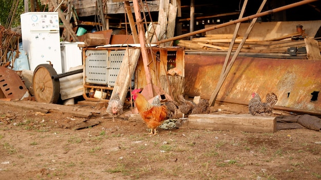 Un gallo pasta en una granja en el pueblo