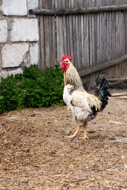 Gallo en el patio del pueblo.