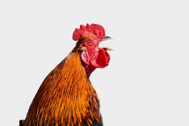 Un gallo con un peine rojo y plumas amarillas mira hacia la cámara.