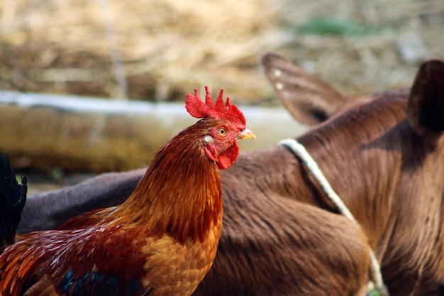 Un gallo con peine rojo