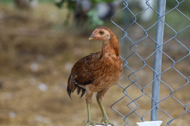 El gallo de pelea del bebé está caminando y jugando en la granja en Tailandia