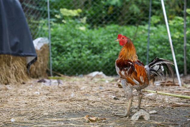 El gallo de pelea colorido está vivo en la granja en Tailandia