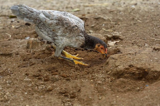 Gallo de pelea come comida en la granja en Tailandia