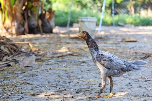 El gallo de pelea es hermoso en el jardín de Tailandia