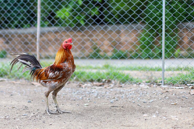 El gallo de pelea está caminando en una granja