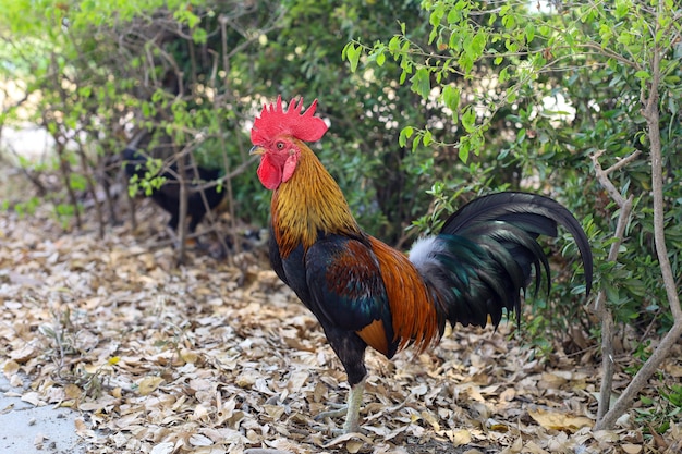 El gallo de pelea en la granja de la naturaleza del jardín.