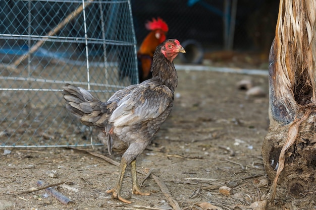 Gallo de pelea gris