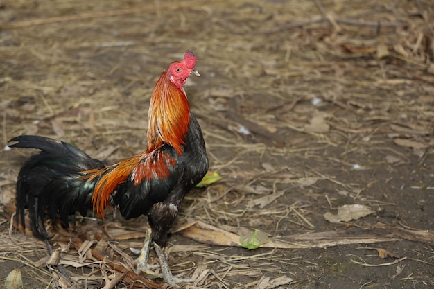 El gallo de pelea juega en la granja en Tailandia