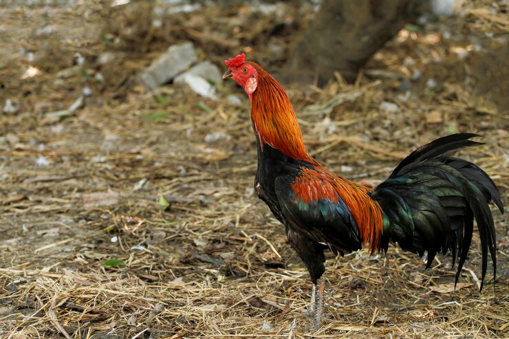 El gallo de pelea tailandés en la granja de la naturaleza del jardín en Tailandia