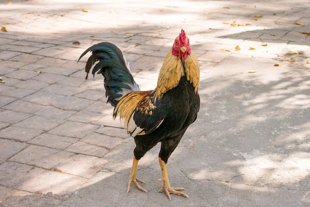 Gallo de pelea tailandés