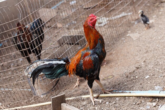 Gallo de pelea