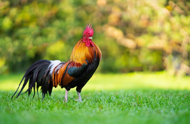 Foto gallo de pie sobre la hierba