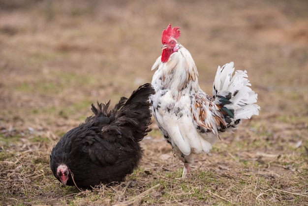 Gallo y pollo apareándose en el pajar