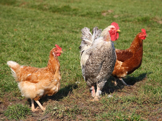 Un gallo y un pollo de colores brillantes