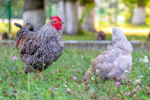 Gallo y pollo en el jardín pastan en la hierba