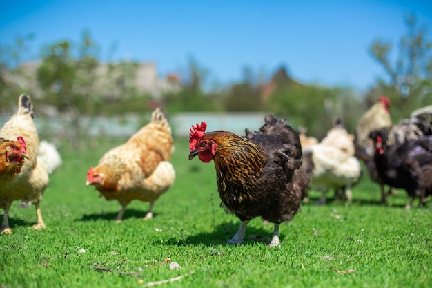 Gallo y pollos pastan en la hierba verde. Ganadería en el pueblo.