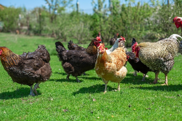 Gallo y pollos pastando en la hierba verde