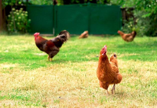 Gallo y pollos pastando en la hierba.