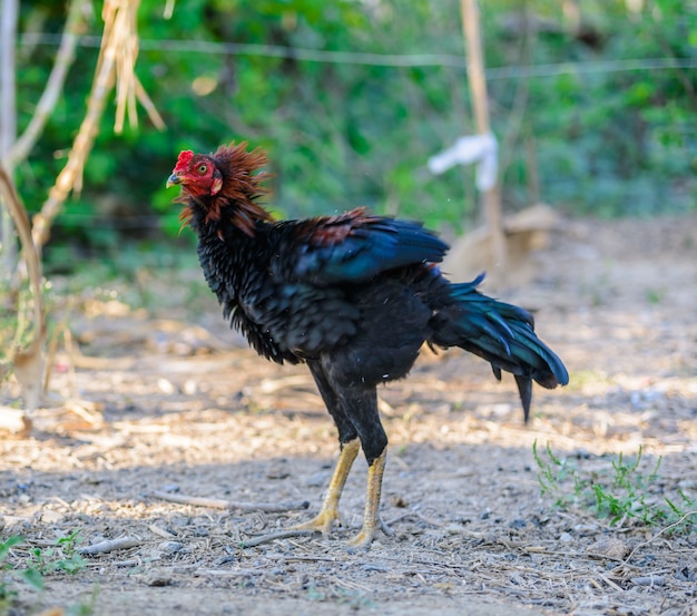 Gallo y pollos