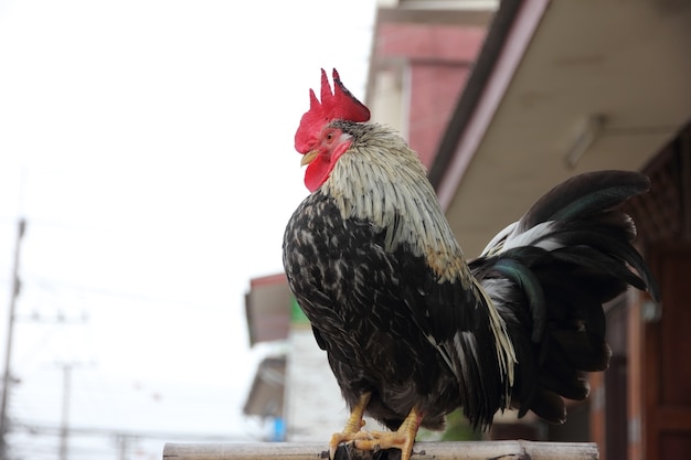 gallo en el poste de madera