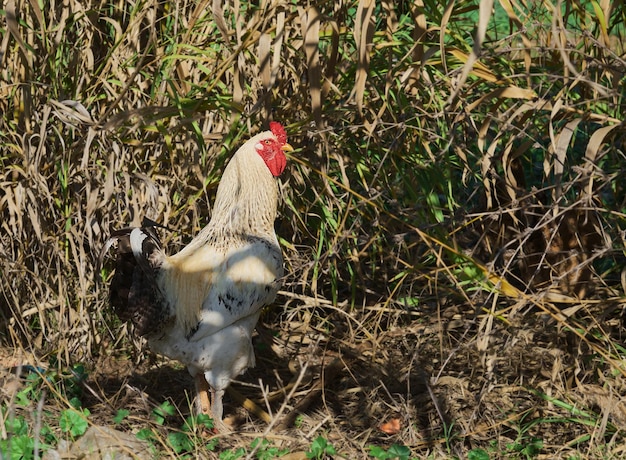 Gallo en un poste mira a la cámara Gallo en el fondo de un árbol de limón en la granja animales de pastoreo libres y cría de aves o idea de granja ecológica