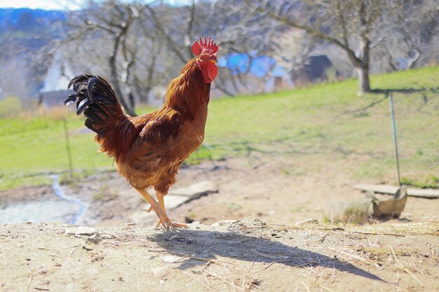 El gallo rojo canta en el concepto del tronco es hora de debilitarse despertar retrato de gallo doméstico en el barro en el jardín