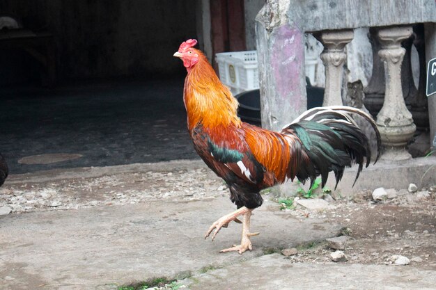 Foto el gallo rojo en el patio