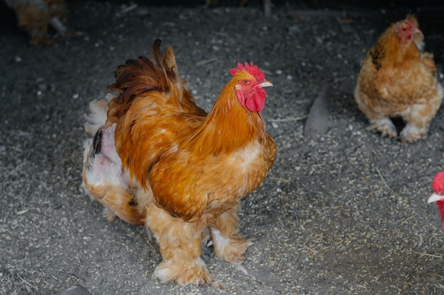 Gallo rojo de pura raza en el gallinero.