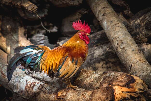 Foto el gallo de toda la longitud se alza sobre los troncos