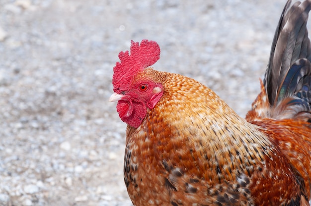 Foto gallo tradicional domesticado