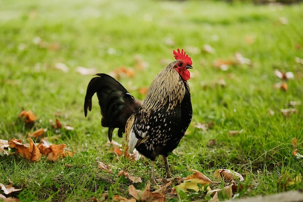 Foto un gallo wyandotte se queda en la hierba verde el gallo al aire libre en el césped