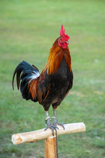 Gallo