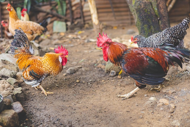 Foto gallos luchando en la granja