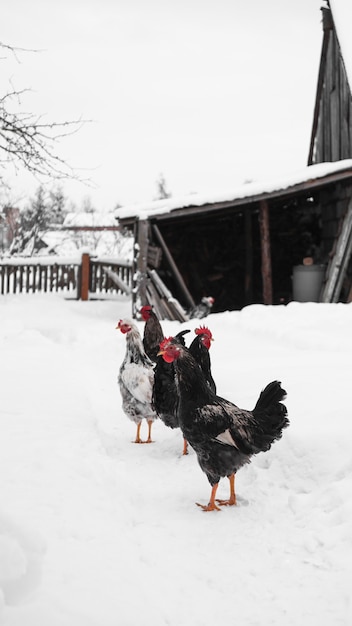 Gallos sobre un fondo de invierno. Foto vertical en el campo. Concepto de granja y ganadería